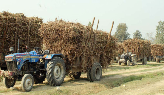 क्विन्टलमा बिस रुपियाँ बढ्यो उखुको मूल्य