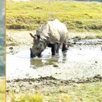 लगानी ठूलो  गुणस्तरमा प्रश्न