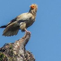 एनपिएल : चितवनलाई काठमाडौँले दियो ११२ रनको मध्यम लक्ष्य