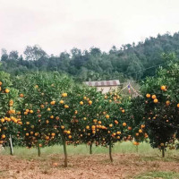 नेपाली कलाकारको ‘फ्यान फलोइङ’ !