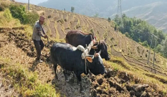 बाँझो जमिन उपयोग गर्ने किसानलाई सुविधा