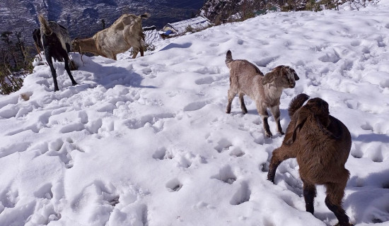 बाजुरामा हिमपात जनजीवन प्रभावित