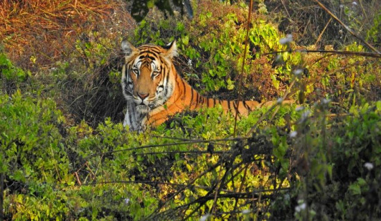 वन्यजन्तुको अवस्था पहिचान गरिने