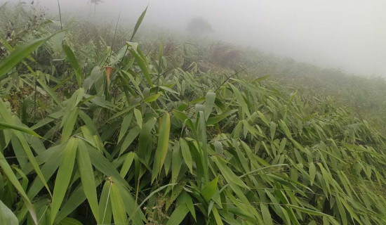 लालीगुराँसका ठाउँमा अम्रिसो खेती