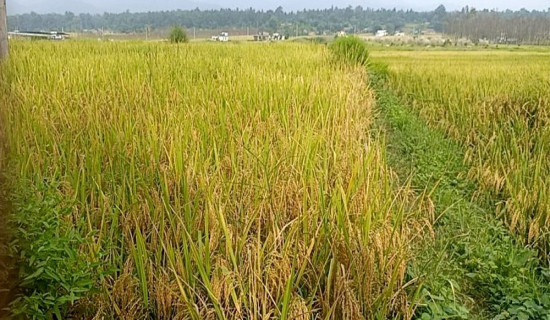 बाँकेको गाभर रैथाने धान उत्पादनको पकेट क्षेत्र बन्दै