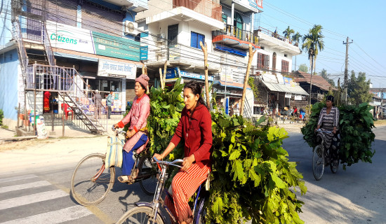 गाईवस्तुका लागि घाँस