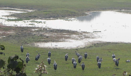 रासायनिक मलको प्रयोगले सिमसारमा असर