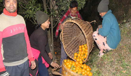 म्याग्दीमा बगैचाबाटै सुन्तला बिक्री