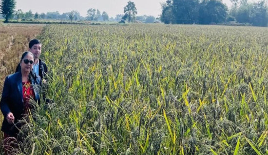 शिवसताक्षीका चार वडालाई 'नुनिया धानको पकेट क्षेत्र' घोषणा