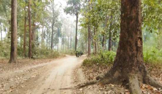 राजमार्गका लागि रुख काट्ने बाटो खुल्यो