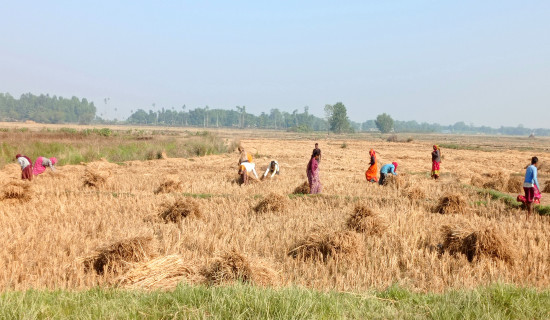 धान थन्क्याउने चटारो