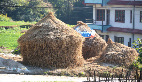 परालको कुनिउँ