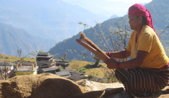 ग्रामीण महिलाको आयआर्जनको माध्यम बन्दै कोदो