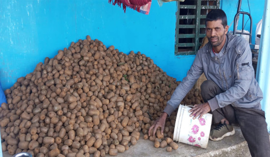 बाँझो जग्गामा किवी खेती