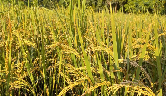 कोशीमा धान उत्पादनमा वृद्धि