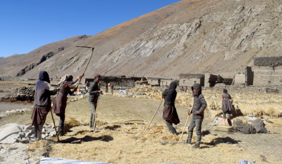 उवा बाली भित्र्याउन व्यस्त कृषक