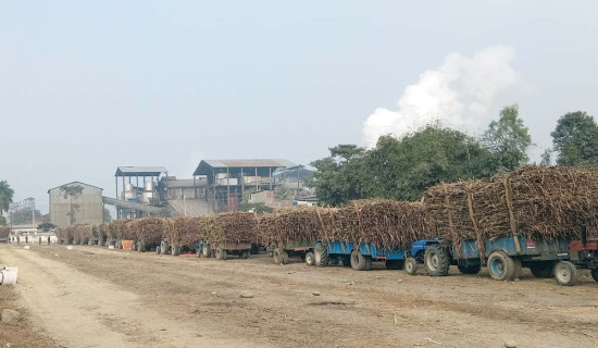 बिचौलिया रोक्न उखुको तौल गर्न निषेध