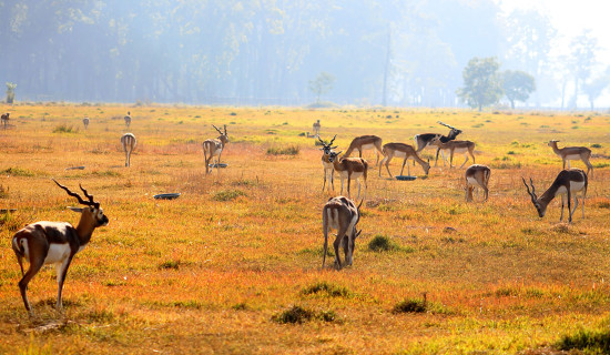 संरक्षित कृष्णसार