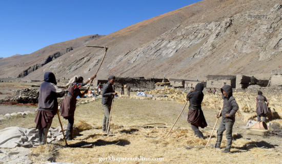 उवा बाली भित्र्याउन व्यस्त कृषक