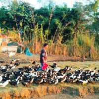 पक्की पुलको निर्माण कार्य अलपत्र