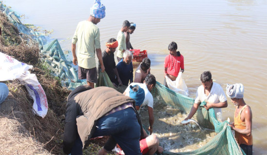 स्थानीय स्तरमै माछा खपत