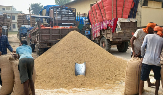 बाँकेमा धानखेती क्षेत्रफल घट्यो, उत्पादन बढ्यो