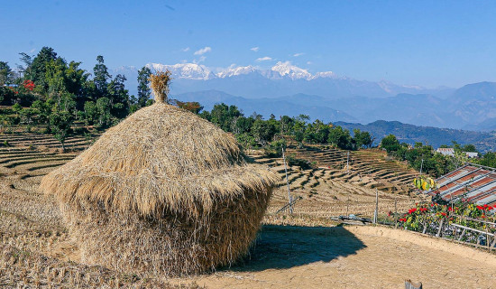 धानकाे कुन्यु