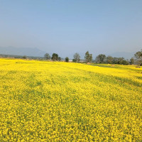 समावेशीकरणको दिशामा नयाँ फड्को : गोरखापत्रद्वारा प्रकाशित ह्योल्मो भाषा