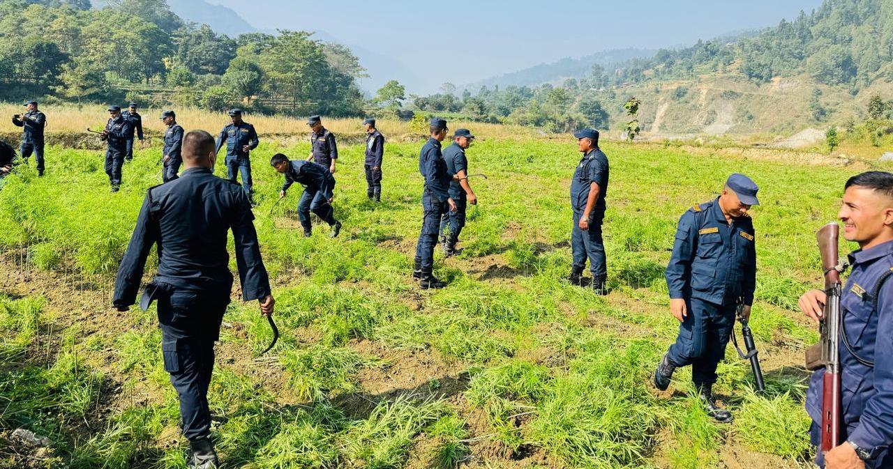 ८७ बिघामा लगाइएको गाँजा फडानी