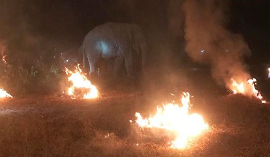 दाउरा खोज्न ह्विलचेयरसँगै जङ्गल पस्छन टीकाराम