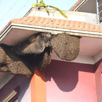 दाजुभाइ र दिदीबहिनीको पर्व सामाचकेवा