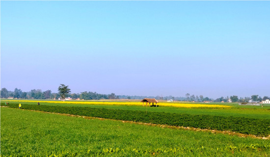 खेतीपाती