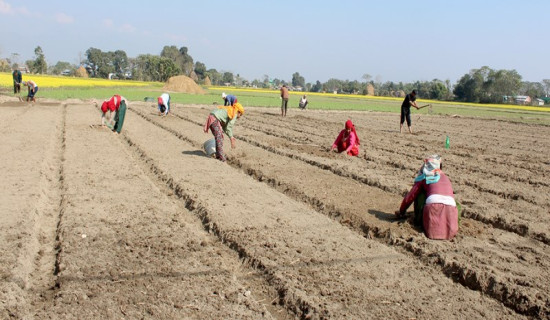 जिसस प्रमुखमा निर्वाचित भुललाई प्रमाणपत्र