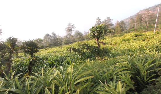 बलात्कार कसुरमा १९ वर्ष कैद