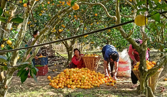 सूचनाको हक लागू गर्नै समस्या