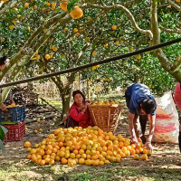 संसद्प्रति उत्तरदायी पिएसबी