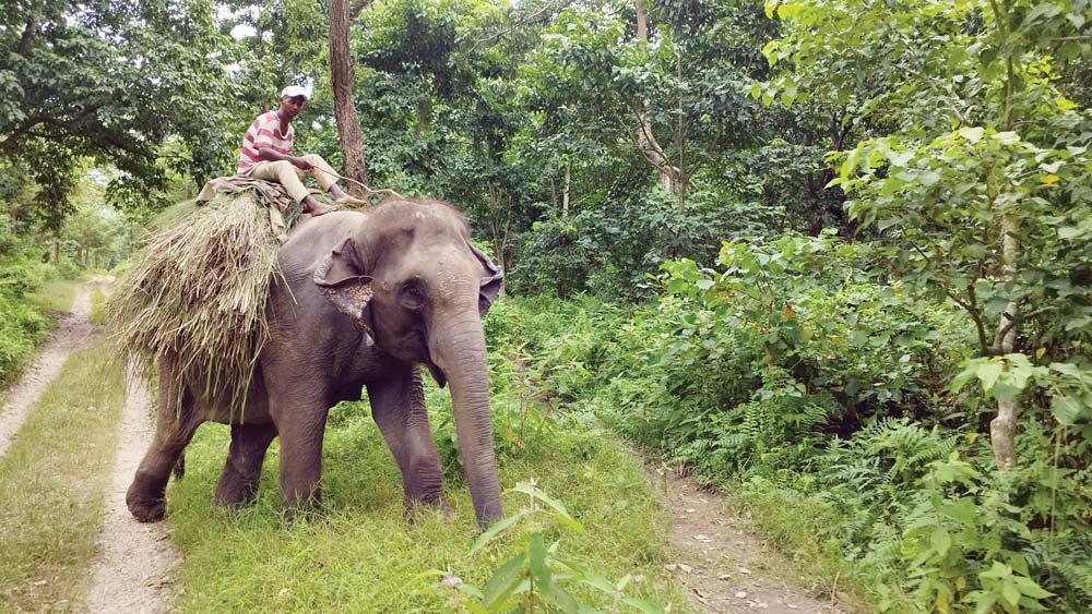 जङ्गल सफारीले धानेको चितवनको पर्यटन