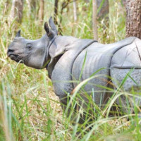 एन्फा महिला लिग : कर्णालीमाथि पुलिसको सहज जित