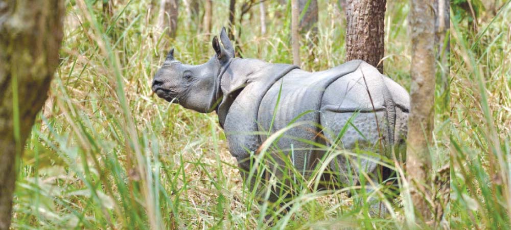 गैँडाको घर