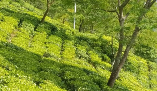 समाजवादी मोर्चालाई प्रभावकारी बनाइने