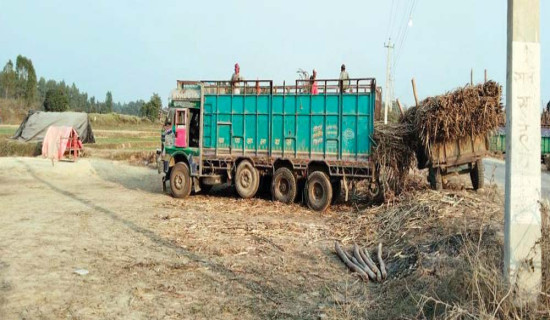 चाँडै भुक्तानी पाउने लोभमा ठगिँदै उखु किसान