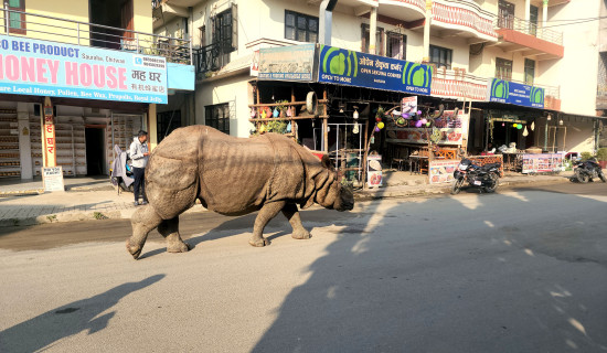 जङ्गली गैँडा बजारमा