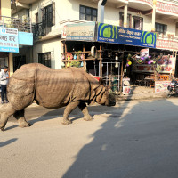 सुमो दुर्घटनामा गम्भीर घाइते राईको मृत्यु