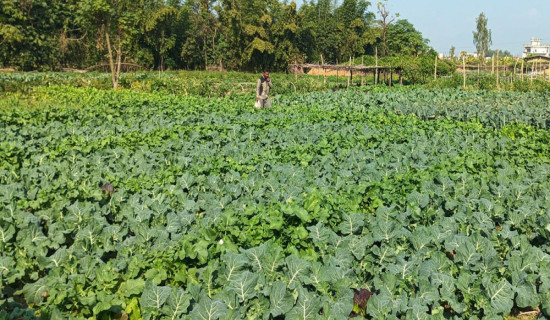 सुदूरपश्चिम प्रदेश सभाको बैठक आज बस्दै