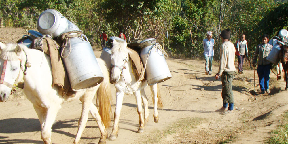 दूधको मूल्य नपाउँदा दुग्ध किसान समस्यामा