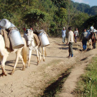 विषाक्त खानाले एकको मृत्यु, ६ जना बिरामी