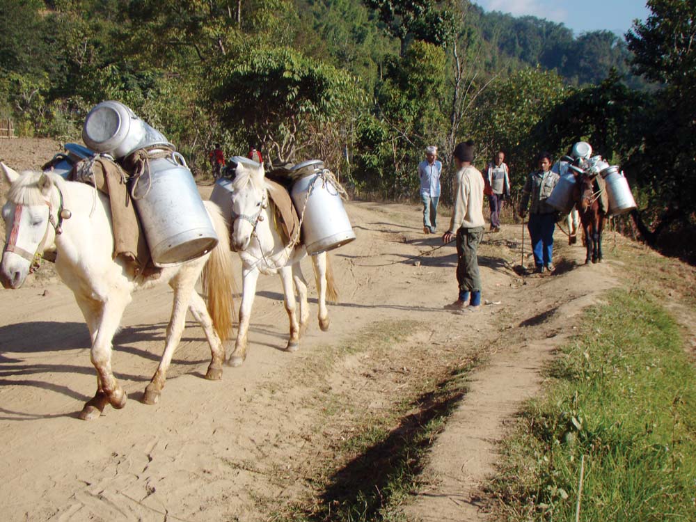 मारमा दुग्ध किसान