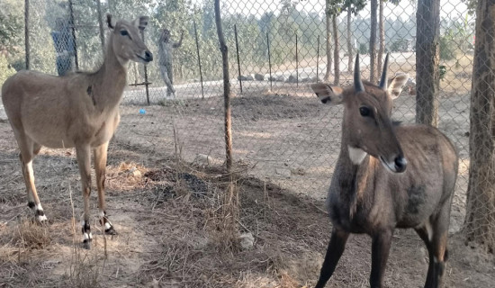 नेपाल–भारत सिमामा पर्खाल लगाऔँ, भिसा प्रणाली लागू गरौँ : सदस्य गौतम