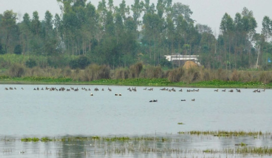 चरा संरक्षण र बासस्थान व्यवस्थापनको जरुरी