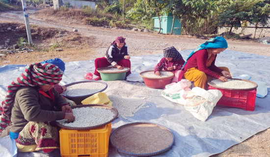 सिमी र अदुवा युरोप निर्यातको तयारी